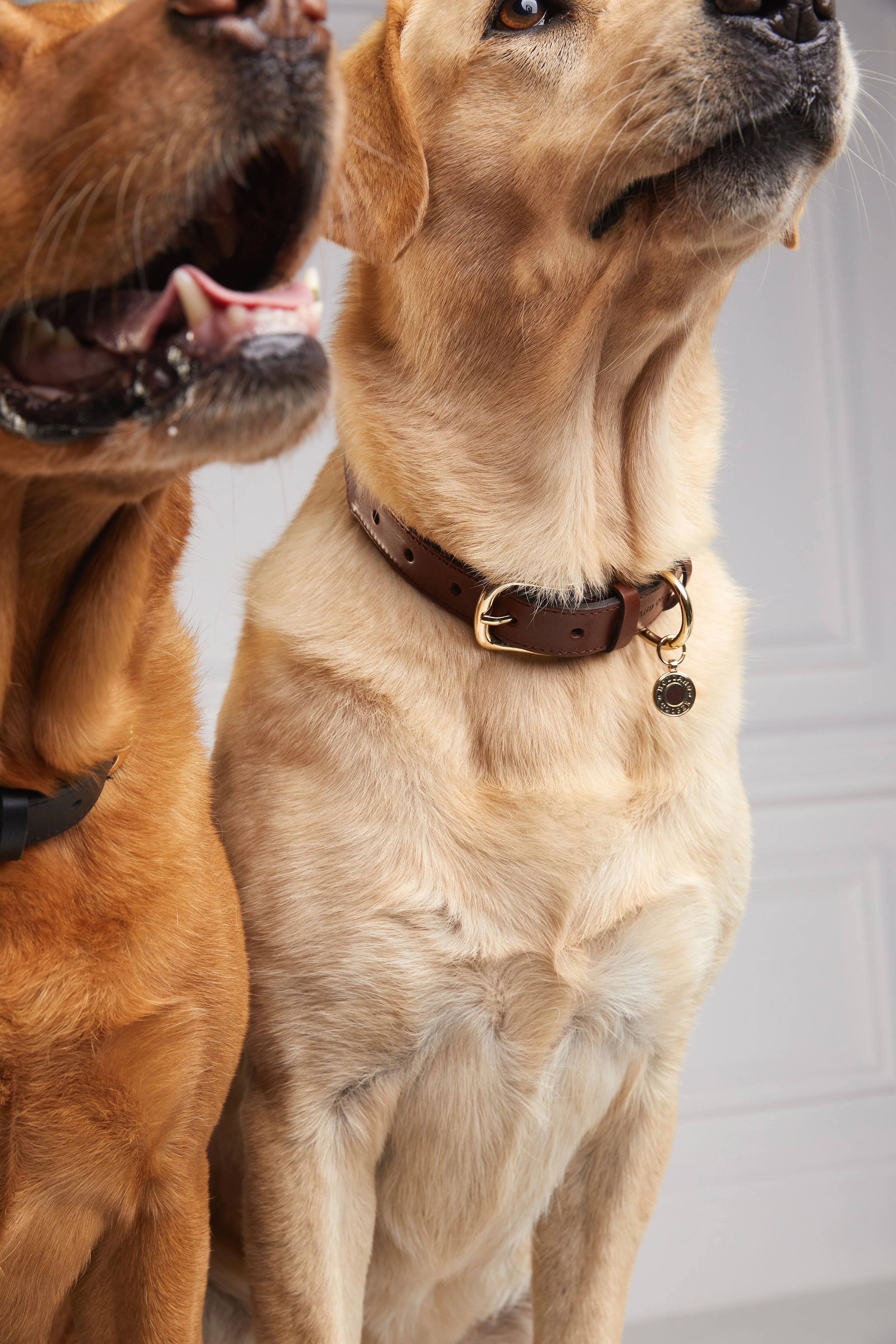 HC Classic Dog Collar (Chestnut & Tweed) - Image 10