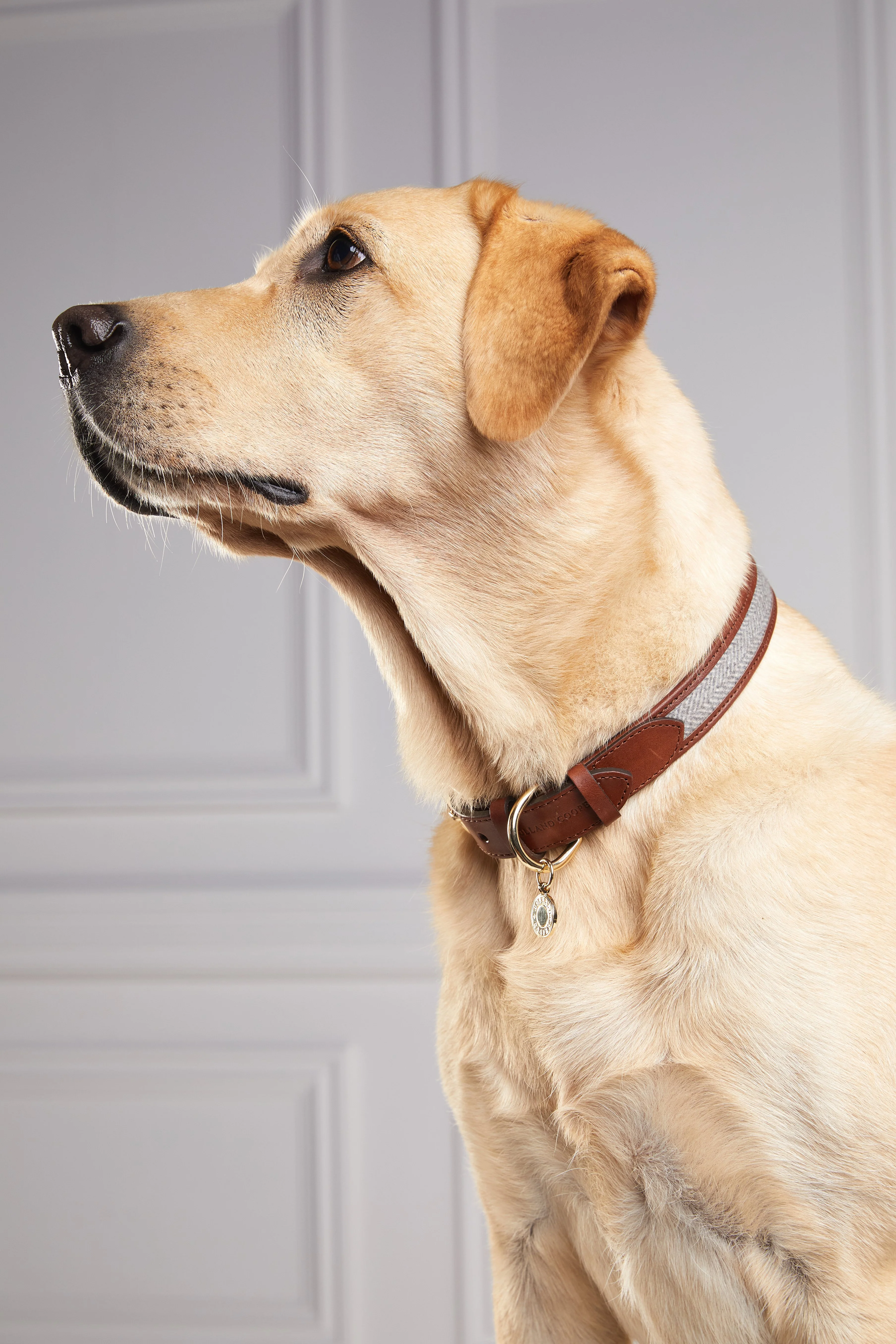 HC Classic Dog Collar (Chestnut & Tweed) - Image 5
