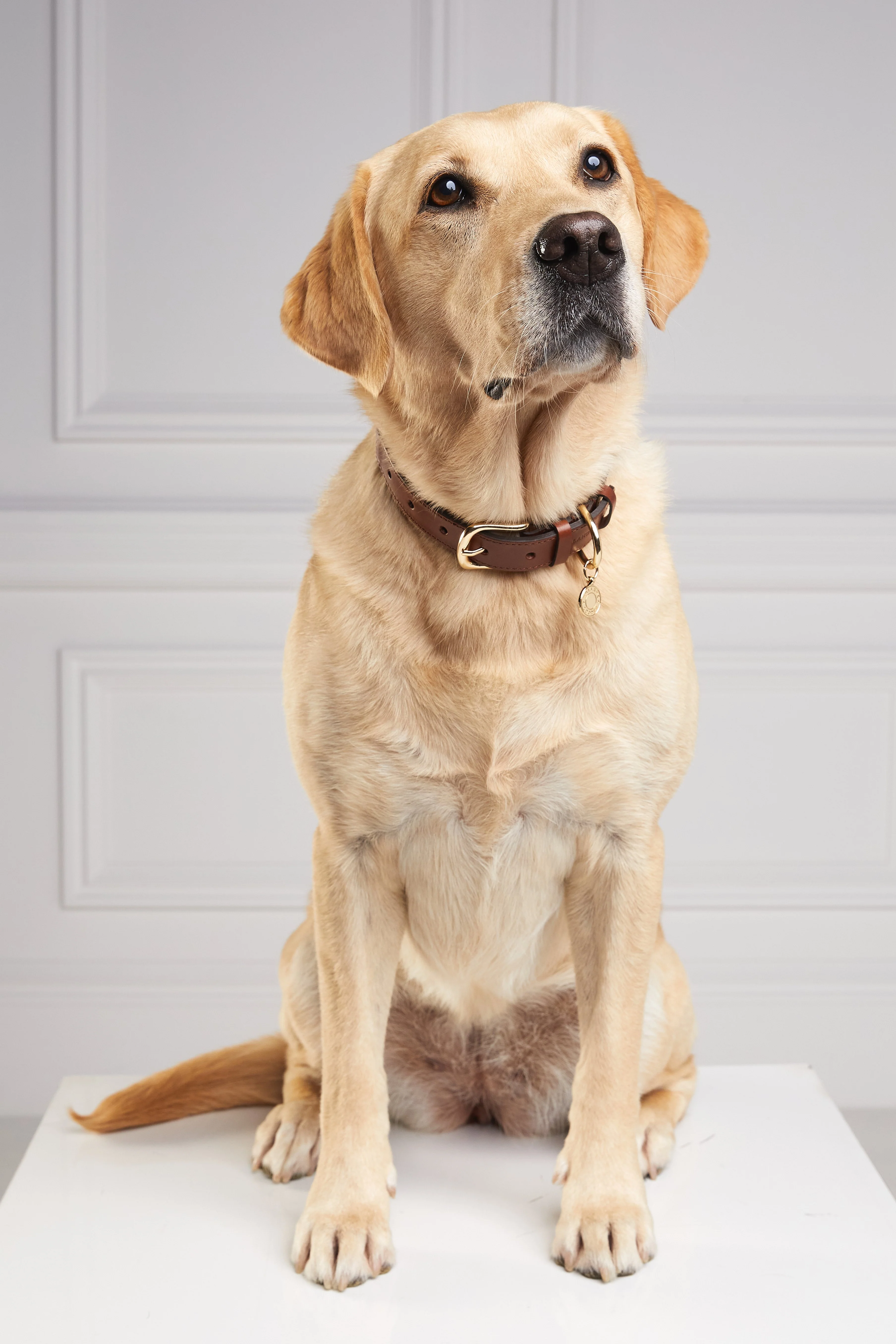 HC Classic Dog Collar (Chestnut & Tweed) - Image 6