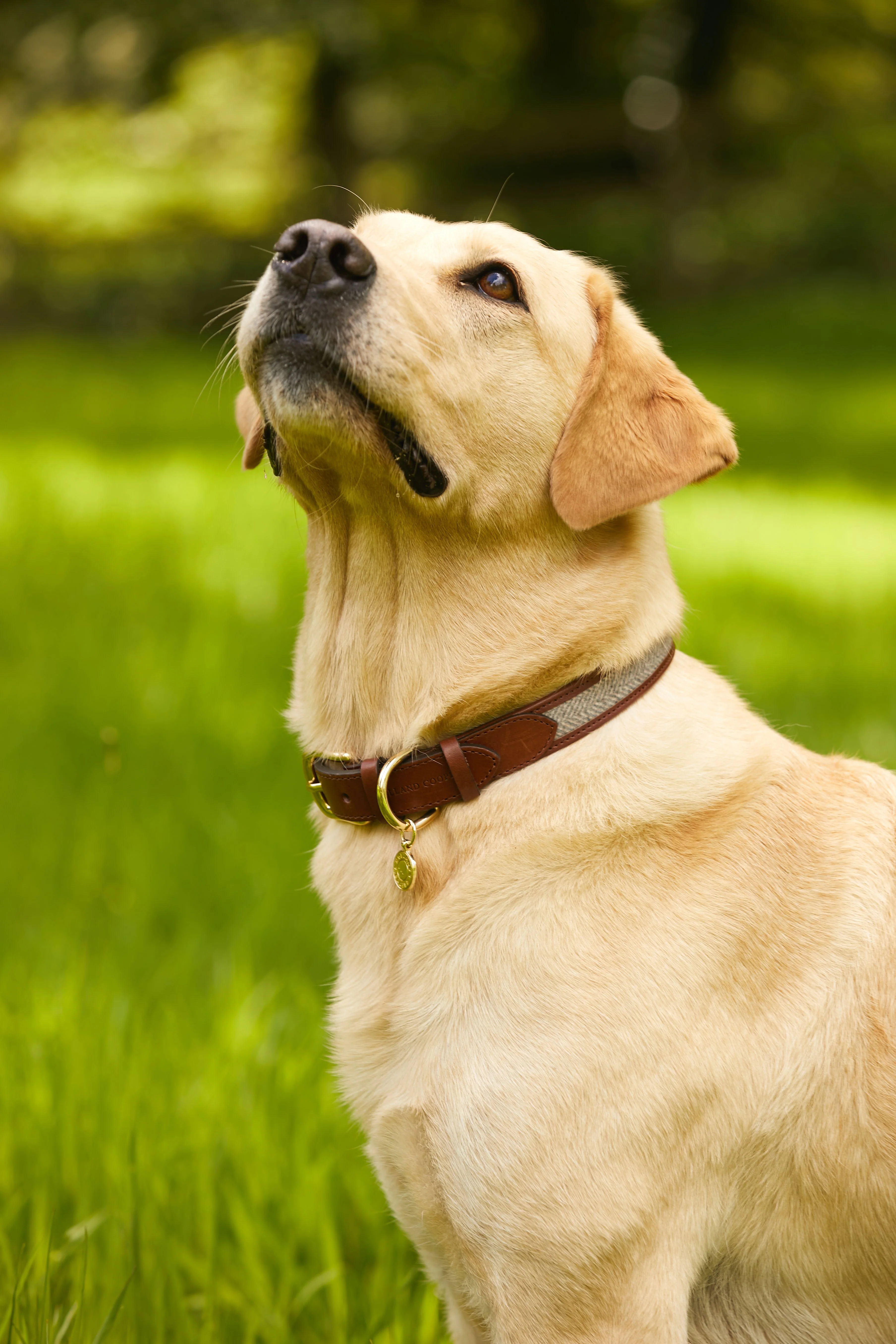 HC Classic Dog Collar (Chestnut & Tweed) - Image 7