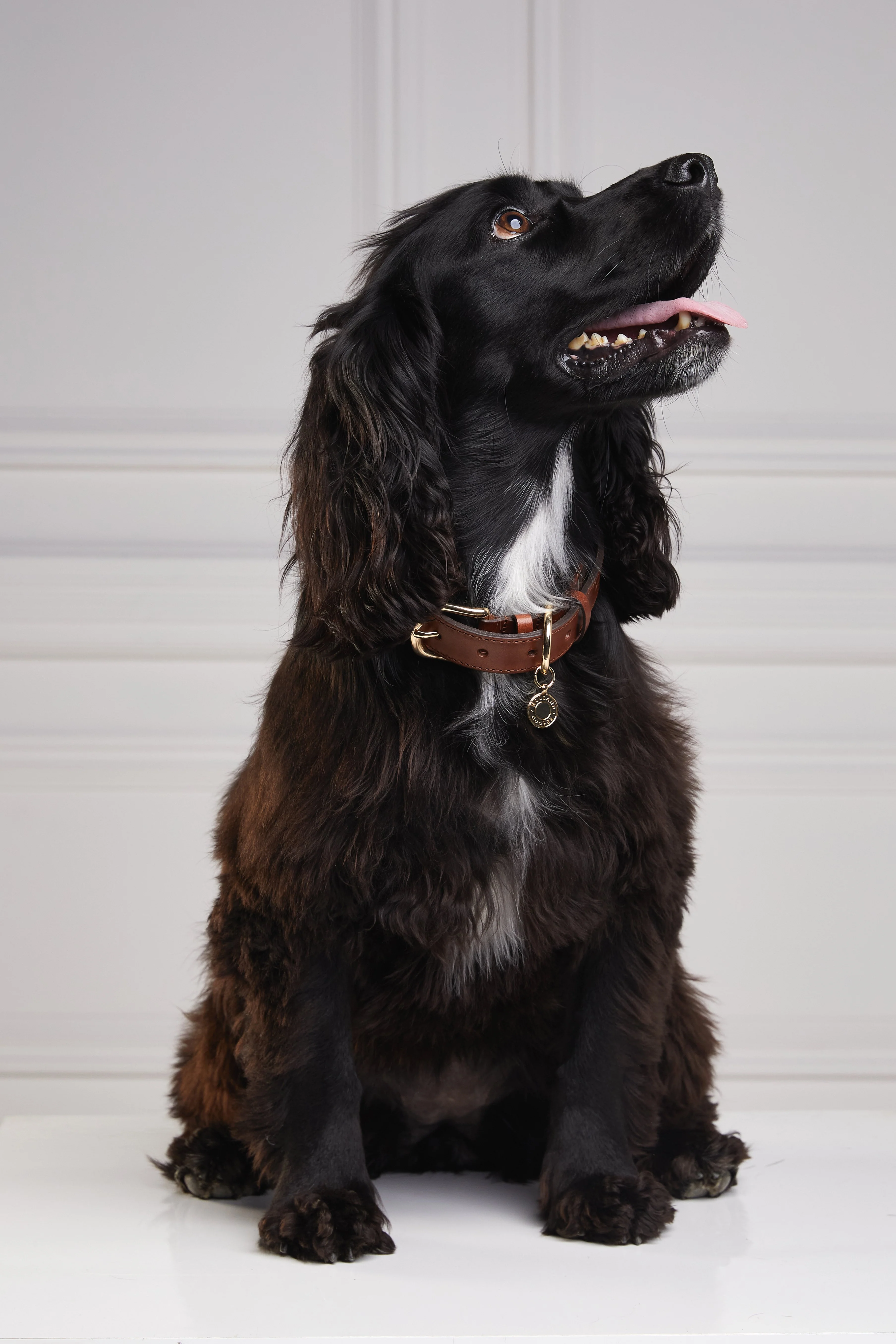 HC Classic Dog Collar (Chestnut & Tweed) - Image 9