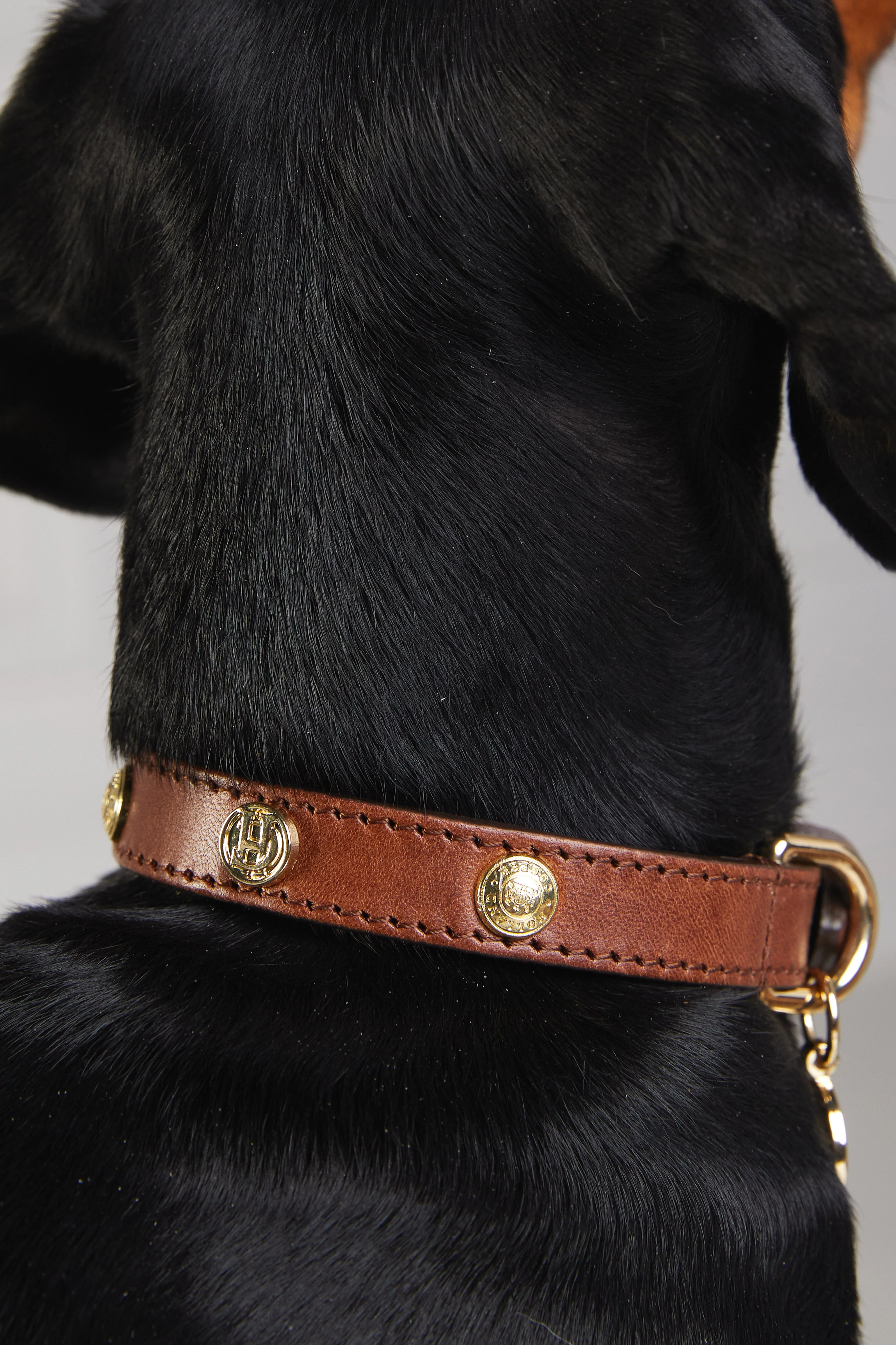 HC Studded Dog Collar (Chestnut) - Image 3