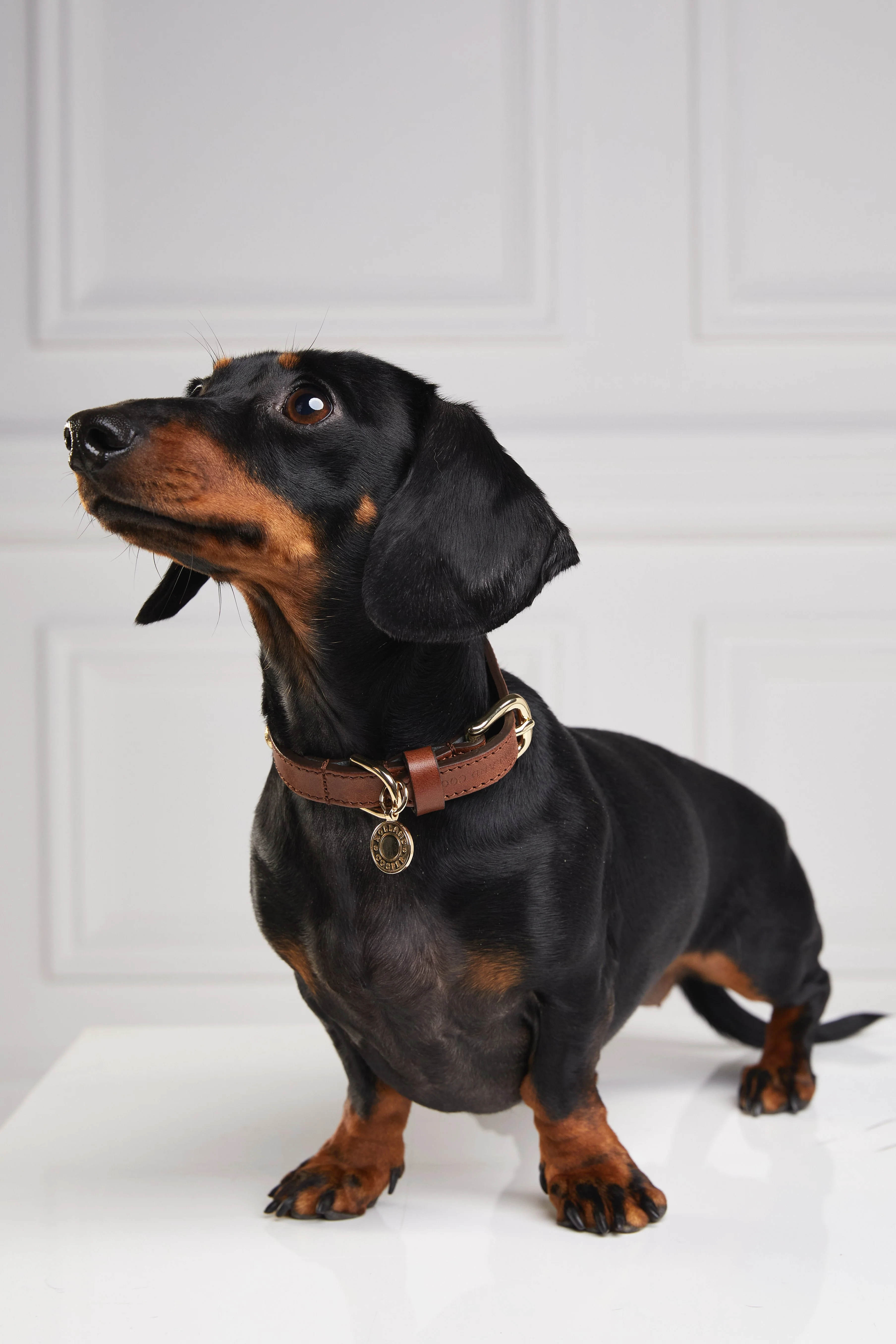 HC Studded Dog Collar (Chestnut) - Image 4