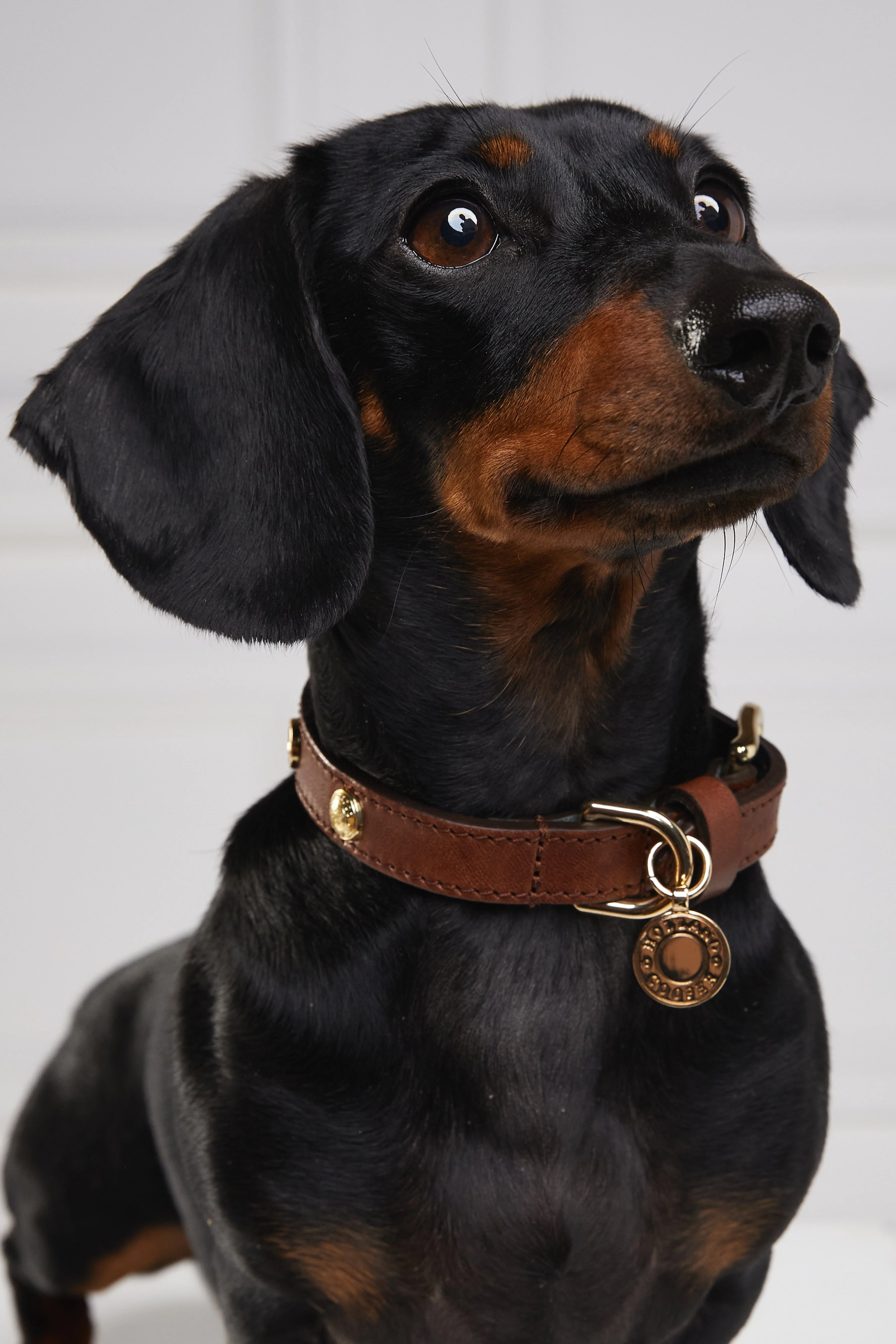 HC Studded Dog Collar (Chestnut) - Image 5