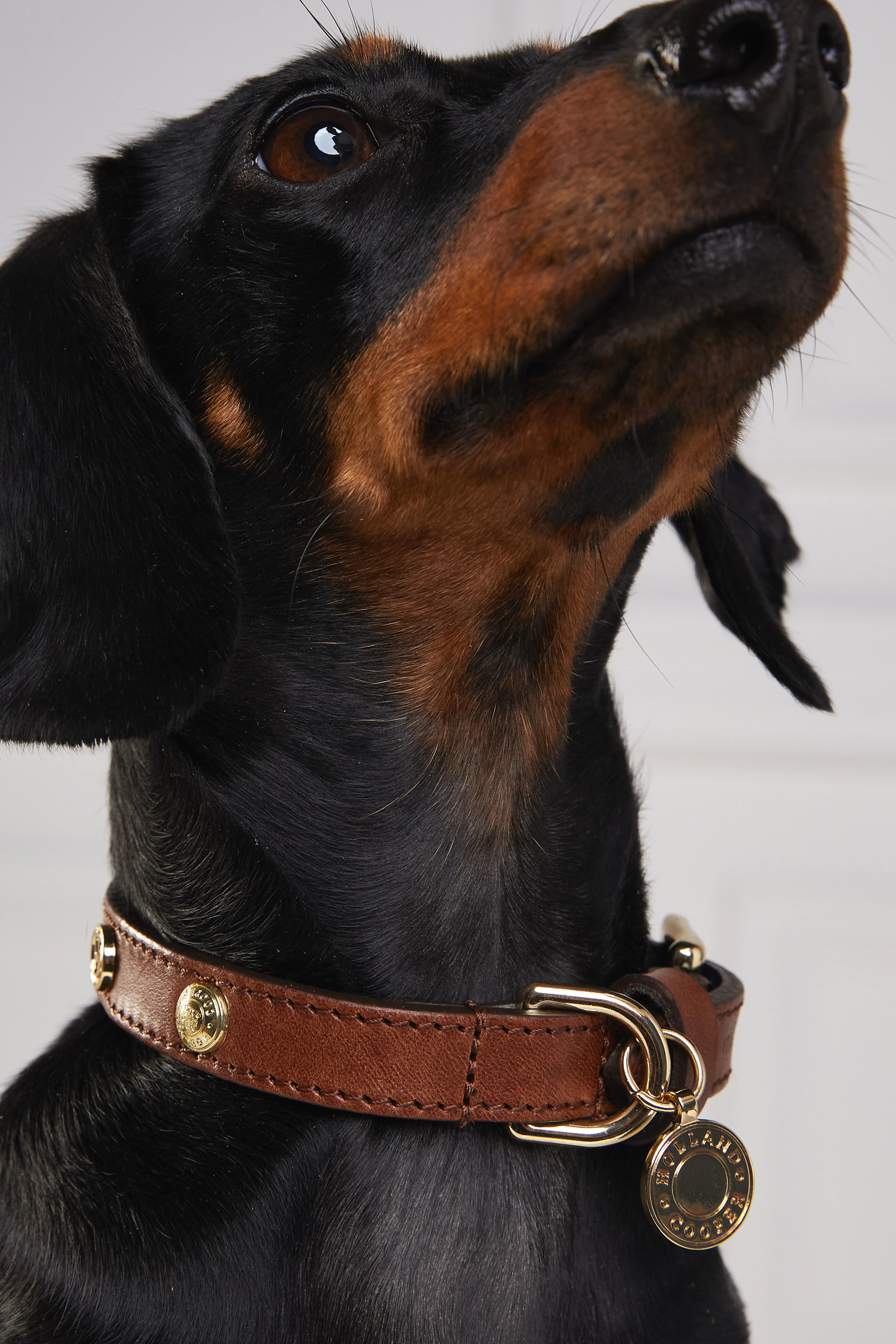 HC Studded Dog Collar (Chestnut) - Image 6